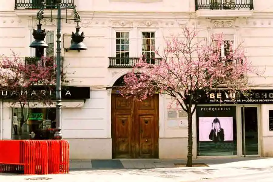 Pink Cherry Blossom Tree in Front of White Building with Balconies